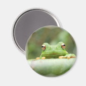Aimant des yeux de grenouille (Recto/Verso)