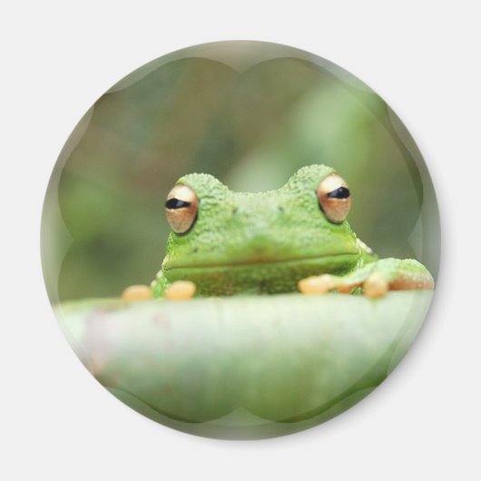 Aimant des yeux de grenouille (Devant)