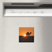 Aimant Désert tunisien, chameau au coucher du soleil (In Situ (Lave-vaisselle))