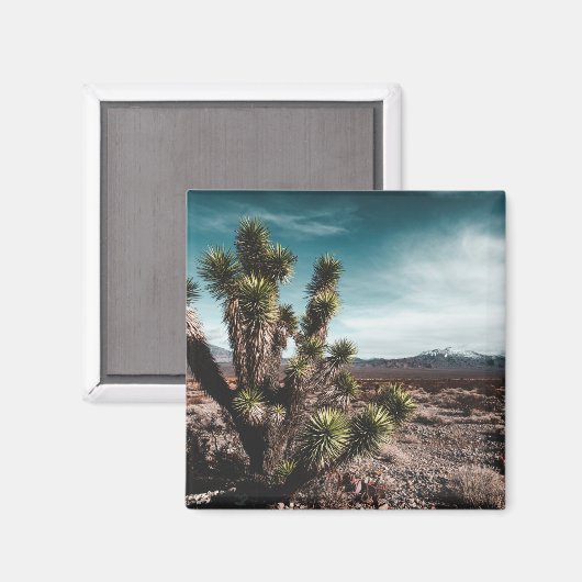 Aimant Deserts | Cholla (Recto/Verso)