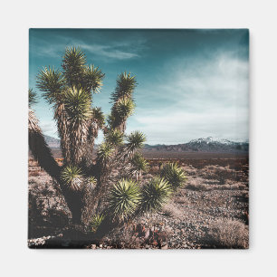 Aimant Deserts Cholla