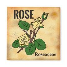 Dessin au trait de rose jaune sur papier vieilli