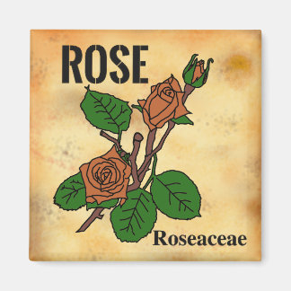 Aimant Dessin au trait de rose orange sur fond de papier