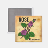 Aimant Dessin au trait de rose rose dans le style de papi (Recto/Verso)