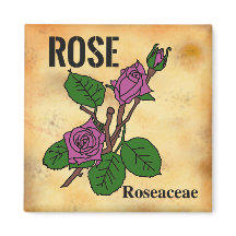 Dessin au trait de rose rose dans le style de papi