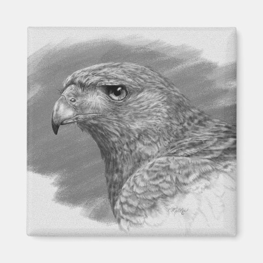 Aimant Dessin Harris Hawk (Devant)