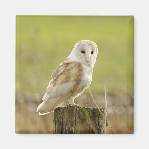 Aimant Destin animal d'amour de paix d'oiseau secret de