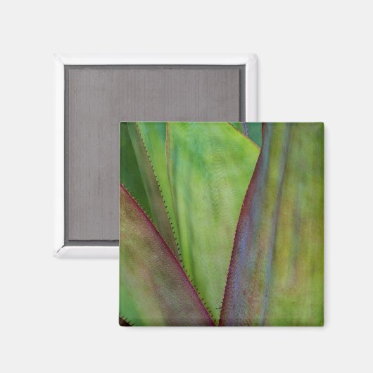 Aimant Détail d'Agave (Recto/Verso)
