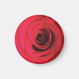 Aimant Détail de fleur de rose rouge