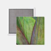 Aimant Détail de la plante d'agave (Recto/Verso)