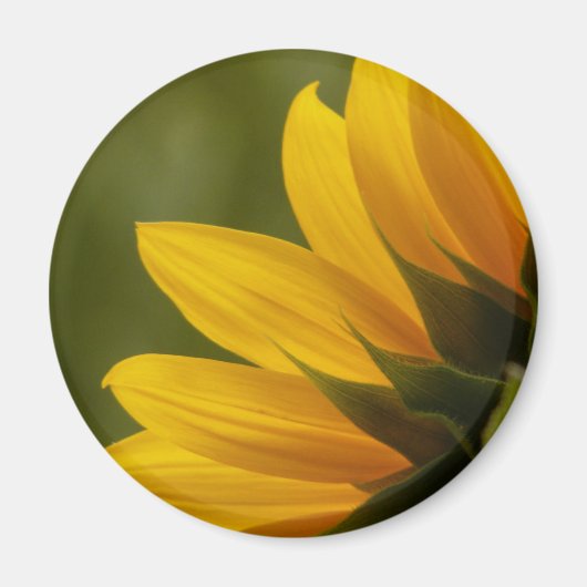 Aimant Détail de Tournesol (Devant)