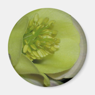Aimant Détail floral