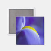 Aimant Détail rapproché d'un iris Blue Flag. (Recto/Verso)