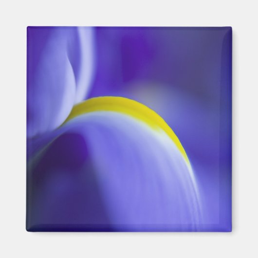 Aimant Détail rapproché d'un iris Blue Flag. (Devant)