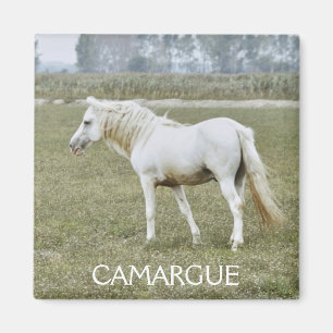 Aimant d'étalon de Camargue