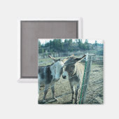 Aimant Deux ânes (Recto/Verso)