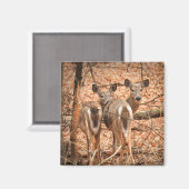 Aimant Deux cerfs à queue blanche dans les bois (Recto/Verso)