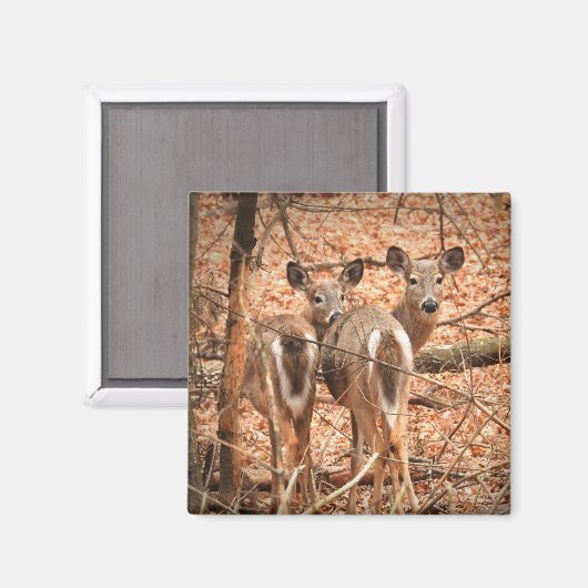 Aimant Deux cerfs à queue blanche dans les bois (Recto/Verso)