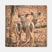 Aimant Deux cerfs à queue blanche dans les bois (Devant)