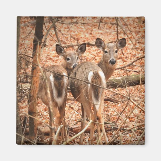 Aimant Deux cerfs à queue blanche dans les bois (Devant)