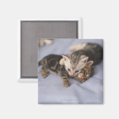 Aimant Deux chatons (Recto/Verso)