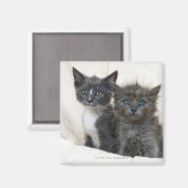 Aimant Deux chatons à table (Recto/Verso)