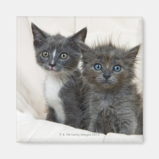Aimant Deux chatons à table (Devant)