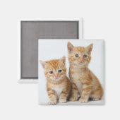 Aimant Deux chatons adorables (Recto/Verso)