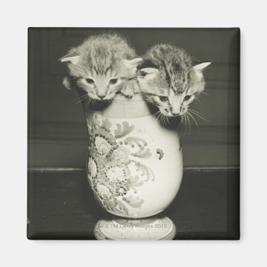 Aimant Deux chatons cachés dans le vase, (B&W) (Devant)