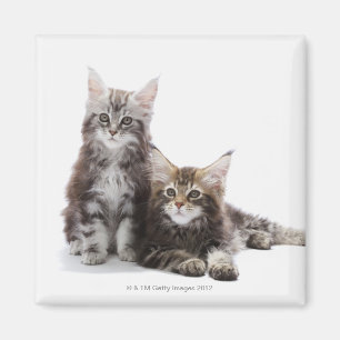 Aimant Deux chatons de chat de ragondin du Maine