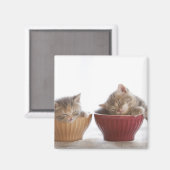 Aimant Deux chatons dorment dans les boeufs (Recto/Verso)