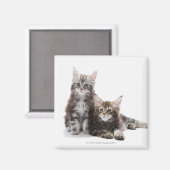 Aimant Deux chatons du chat coon du Maine (Recto/Verso)