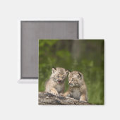 Aimant Deux Chatons Lynx Du Canada Jouent Sur Un Journal (Recto/Verso)