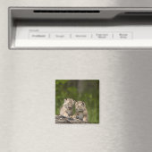 Aimant Deux Chatons Lynx Du Canada Jouent Sur Un Journal (In Situ (Lave-vaisselle))