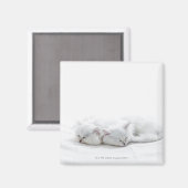 Aimant Deux chatons perse (Recto/Verso)