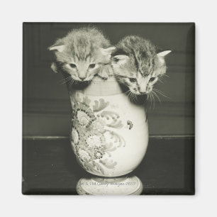 Aimant Deux chatons se cachant dans le vase, (B&W)