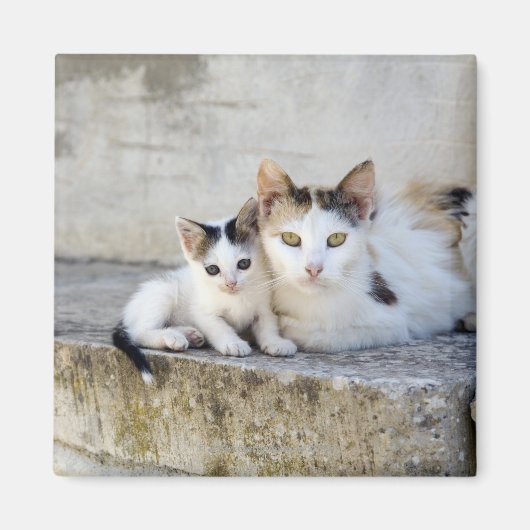 Aimant Deux chats sur pas de pierre (Devant)