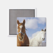 Aimant Deux chevaux (Recto/Verso)