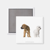 Aimant Deux Chiens (Recto/Verso)