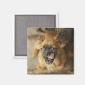 Aimant Deux chiens Pekingese. (Recto/Verso)