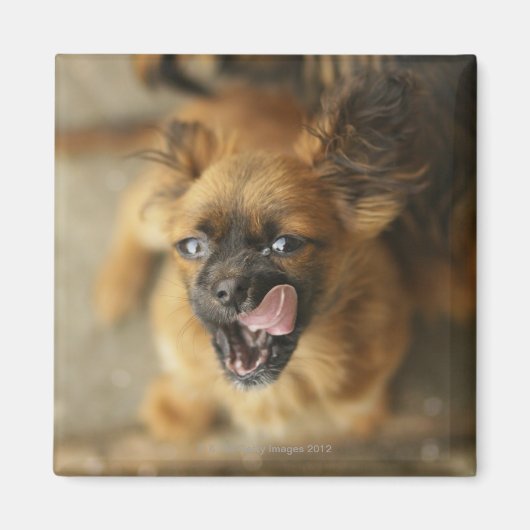 Aimant Deux chiens Pekingese. (Devant)
