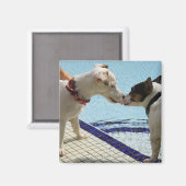 Aimant Deux Chiens s'embrassant au bord de la piscine (Recto/Verso)