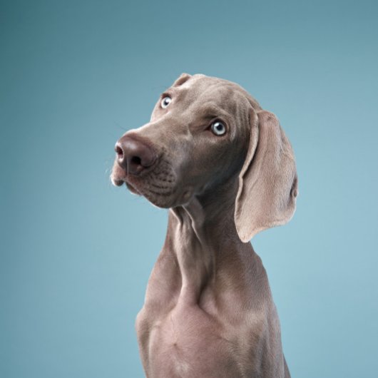 Aimant deux chiens sont assis près du feu dans la forêt.