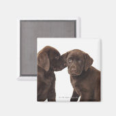 Aimant Deux chiots au chocolat Labrador Retriever (Recto/Verso)