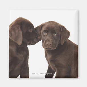 Aimant Deux chiots au chocolat Labrador Retriever