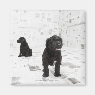 Aimant Deux chiots portugais de chien d'eau dans une