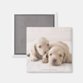 Aimant Deux Dachshund miniature (Recto/Verso)