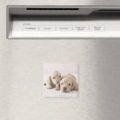 Aimant Deux Dachshund miniature (In Situ (Lave-vaisselle))