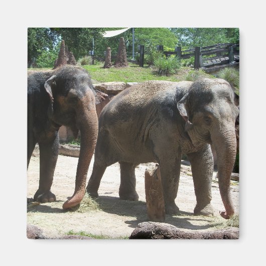 Aimant Deux éléphants (Devant)