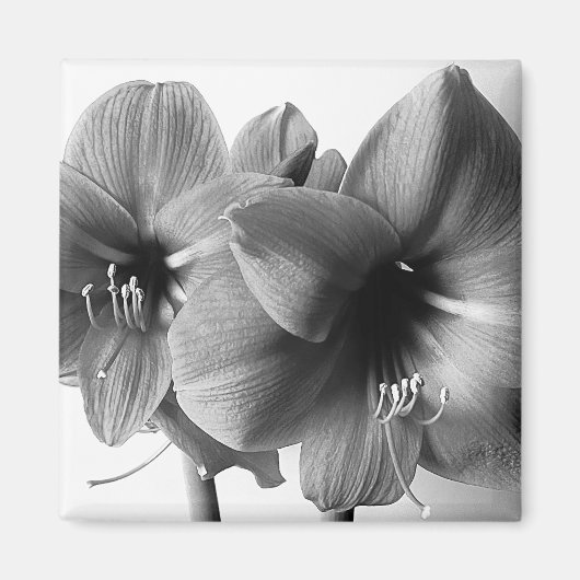 Aimant Deux fleurs d'Amaryllis Photo (Devant)